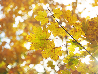 yellow leaves in the park. Autumn