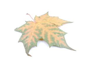 yellow maple leaf on white background