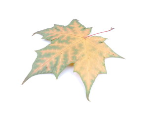 yellow maple leaf on white background