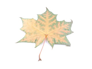 yellow maple leaf on white background