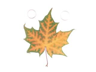 maple leaf with wedding rings on a white background
