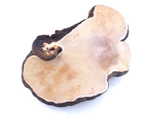 mushroom tinderbox on a white background
