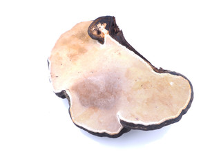 mushroom tinderbox on a white background