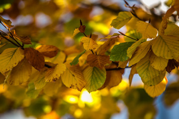 background with autumn colorful leaves.