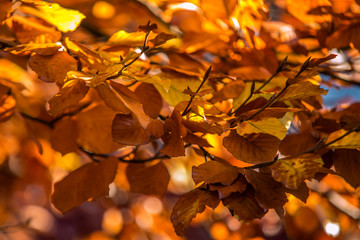 background with autumn colorful leaves.