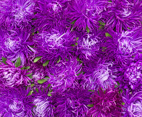 Obraz premium Aster purple carpet