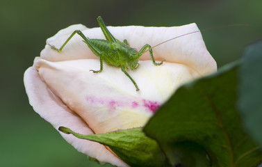 grasshopper rose