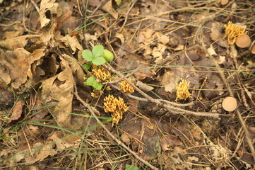 Ramaria formosa a very protected species of rare mushroom