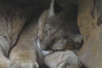 Naklejka na ściany i meble Puma sleeping in a cave