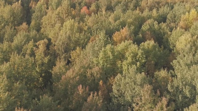 Aerial backward flight over autumn trees in forest