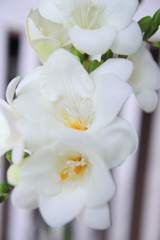 Fototapeta na wymiar White Freesia flowers. Bouquet