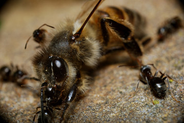 пчела, муравьи, борьба, крупный план