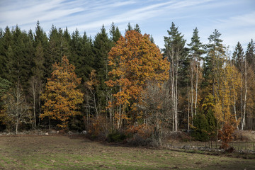 Obraz premium Autumn Trees