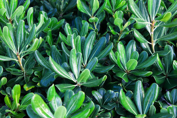 Background of green leaves, plants
