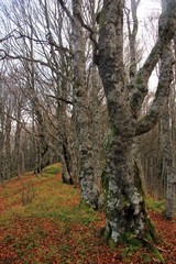 hêtraie sur la lèvre d'un cratère, Auvergne