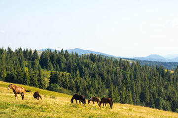 Fototapeta na wymiar Horses is grazing in the mountains