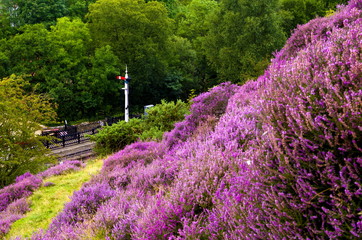 Overlooking a heritage railway station from the heather covered North York Moors.