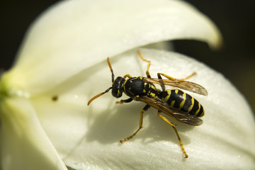 Wasp on flower petals