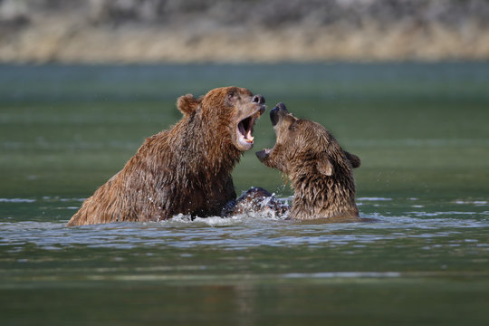 Coastal brown bears playing in the river in Alaska
