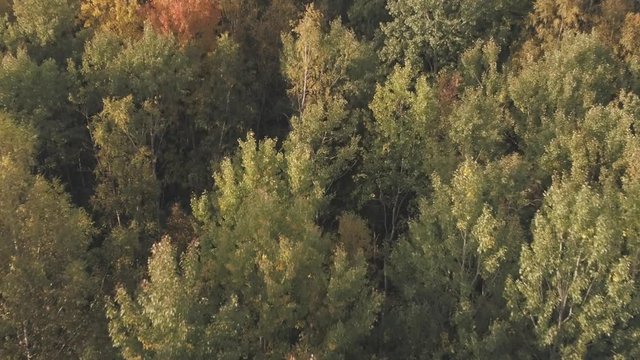 Aerial forward flight with tilt over autumn trees in forest