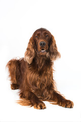 Irish Setter