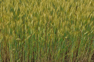 field of wheat corn background