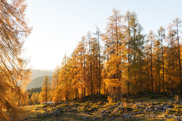 Beautiful autumn background. Yellow larches at sunset