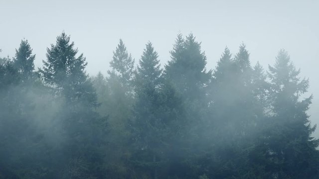 Mist Swirling Around Forest Trees