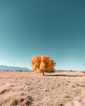 Single autumn tree on landscape against blue sky