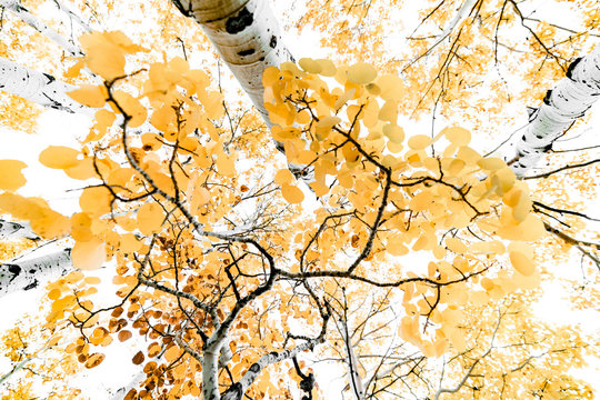Up Angle with Fall Colors and Branches