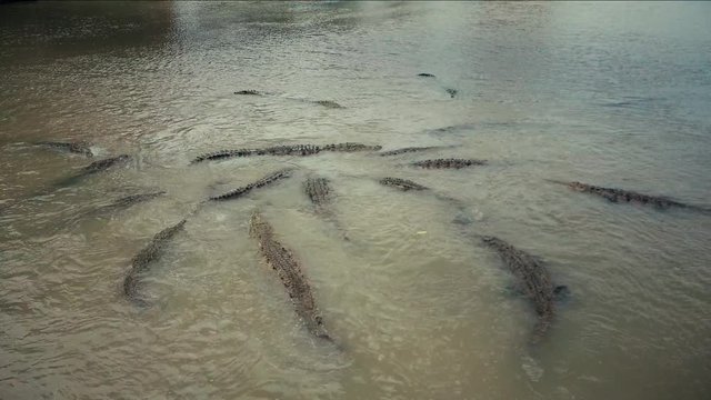 Aerial overhead shot of wild Crocs swimming under a bridge in Rio Tarcoles, Costa Rica. A heard of crocodiles bathing in a muddy creek. medium shot