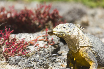 Iguana de Galápagos