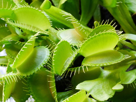 Detail of a plant Dionaea muscipula. Macro photo.