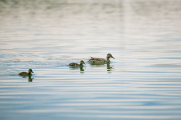 duck family