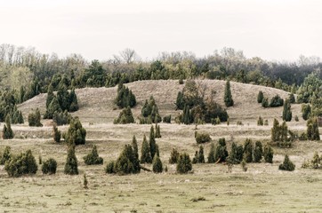 nature landscape of hills and trees vegetation