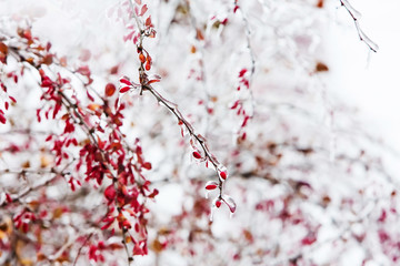 Icy branches with red berries of barberry after freezing rain