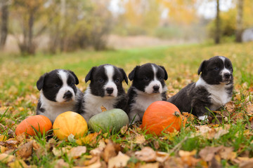 Naklejka na ściany i meble corgi puppies dogs with a pumpkin on an autumn background