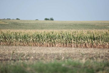 corn plant seedlings