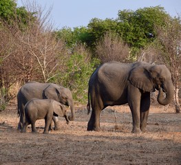 Elefant