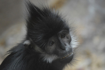 Francois Langur Monkey