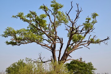 Baum