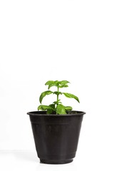 green plant in pot isolated on white background
