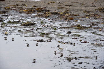 Coast in a typical Icelandic landscape Vatnsnes Peninsula, a wild nature of rocks and shrubs, rivers and lakes.