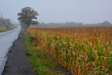 Cornfield in the mist