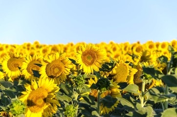 sun flower plants