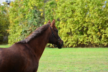 Obraz na płótnie Canvas Dark horse in green meadow