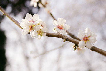 Des bourgeons de cerisiers en fleurs