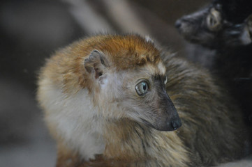 Blue Eyed Lemur