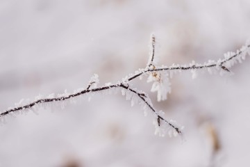 frozen hazelnut tree in winter 