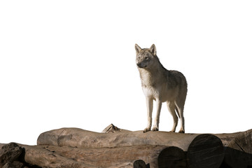 Obraz premium Wolf on the woods.